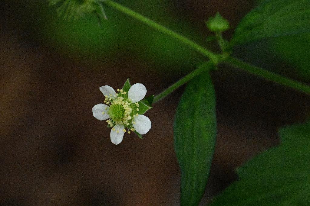 2025-08049917 Broad Meadow Brook, MA.JPG - White Avens. Broad Meadow Brook Wildlife Sanctuary, MA, 8-4-2025
